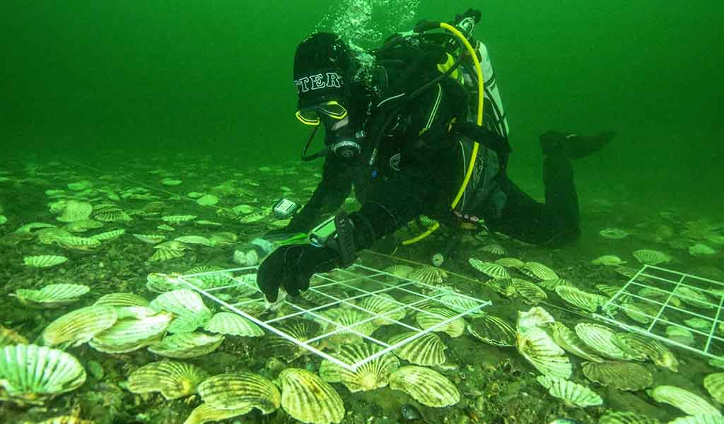 Glenmorangie's DEEP project lead scientist Dr Bill Sanderson carefully lays Native European Oysters on the bottom of the Dornoch Firth