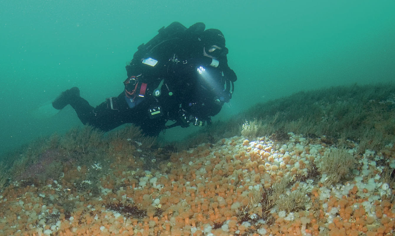 Marine Protected Area reef