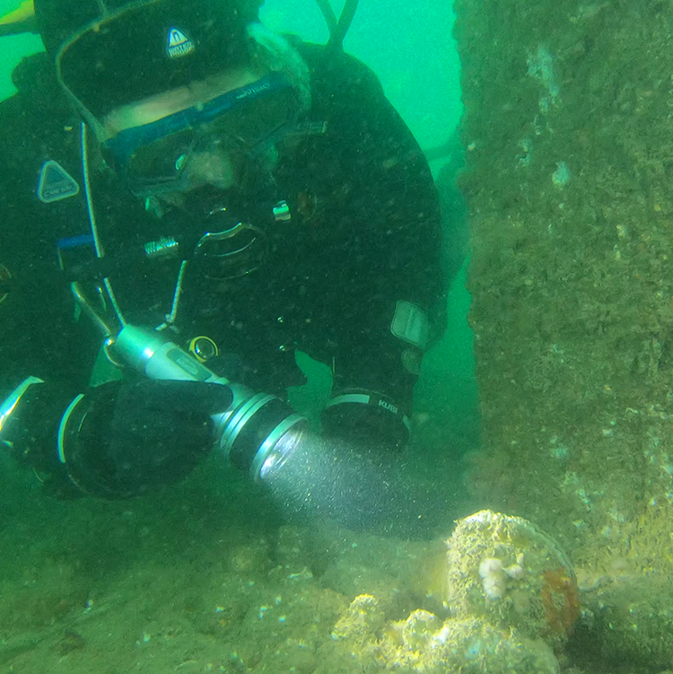 Native oyster under pier