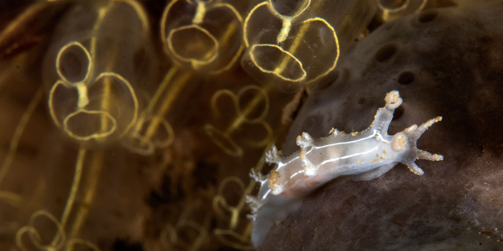 Nudi blitzing in Skomer 2 H500