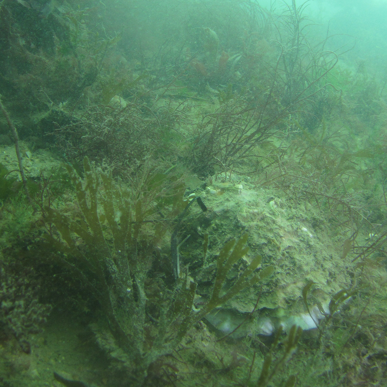 Native oyster amongst seagrass