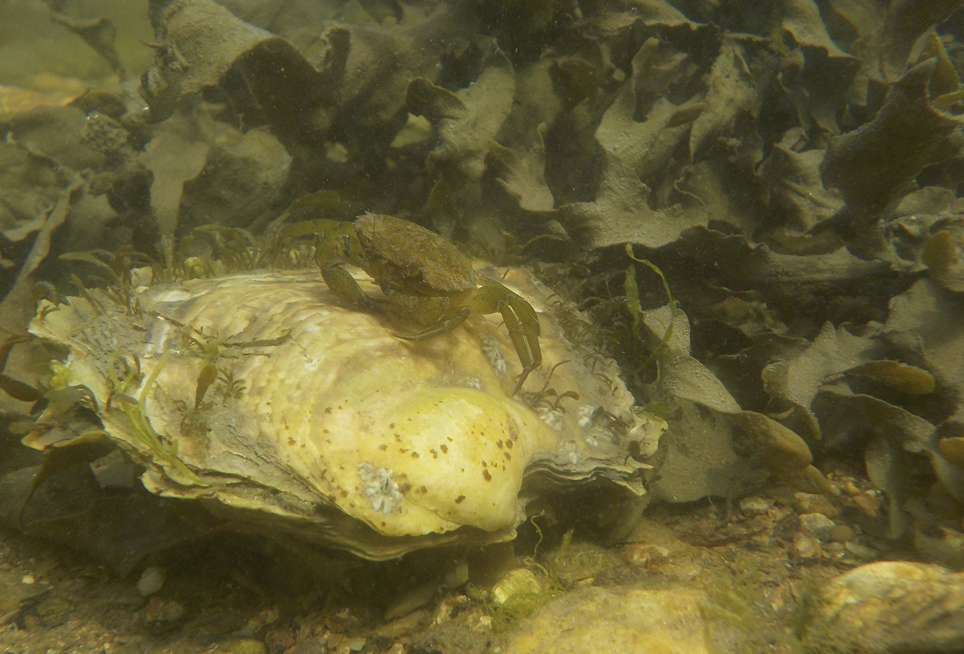 Oyster Sorrel Hugh-Jones