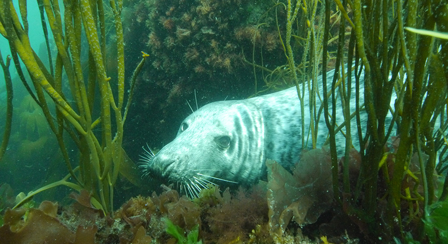 Seal at Lundy Island