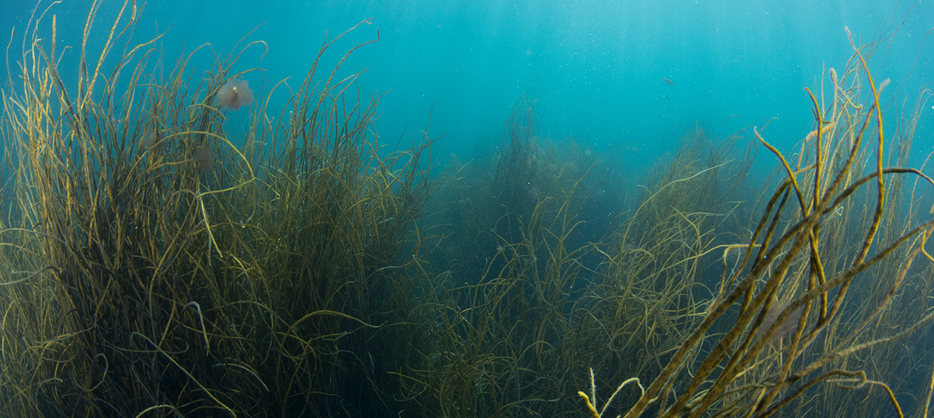 uk diving seagrass