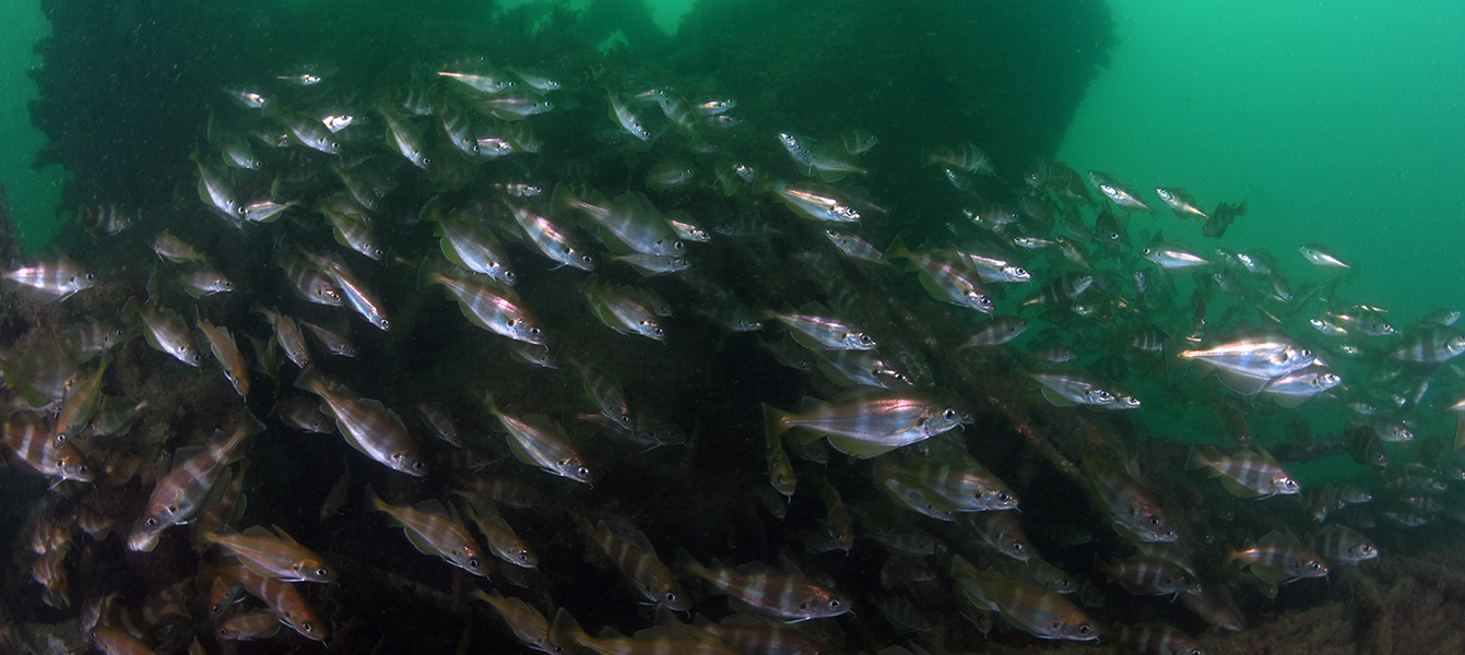 uk diving fish