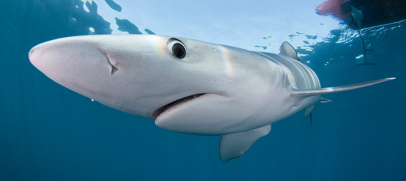 uk diving blue shark