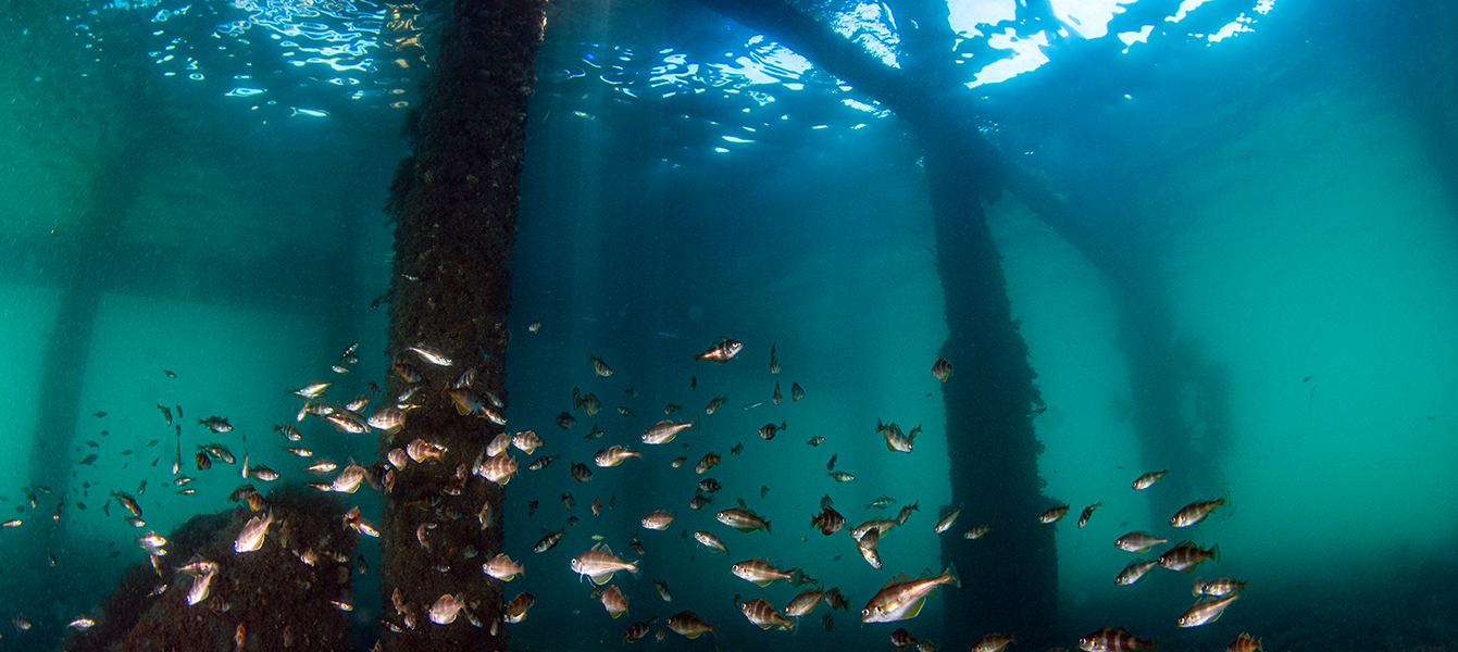 uk diving swanage pier