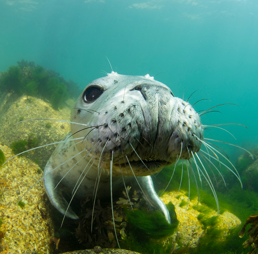 uk diving seals