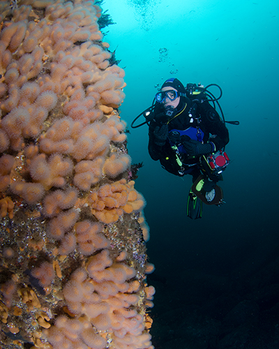 uk diving coral walls