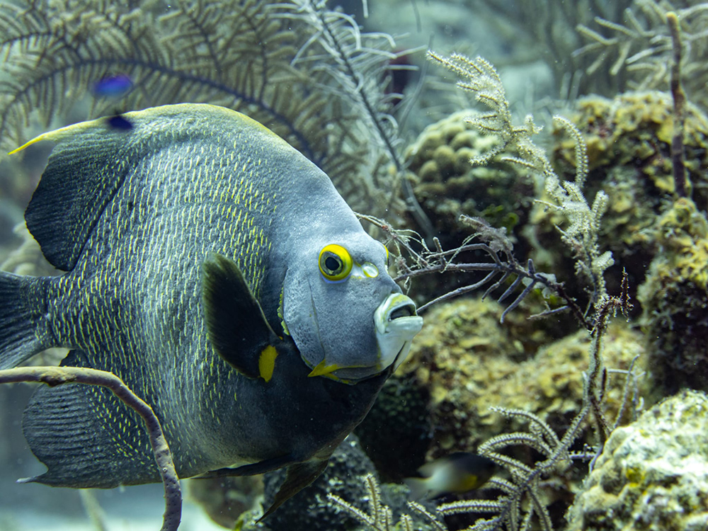 Cayman Islands divers