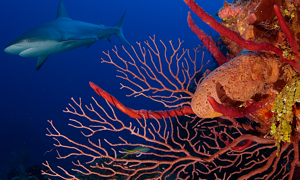 A Caribbean reef shark approaches the reef