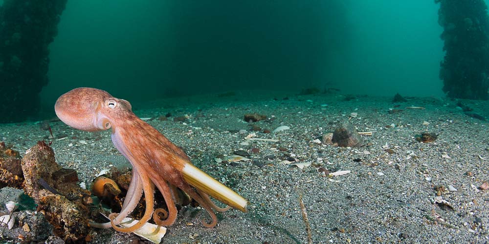 A curled octopus with razor clam meal