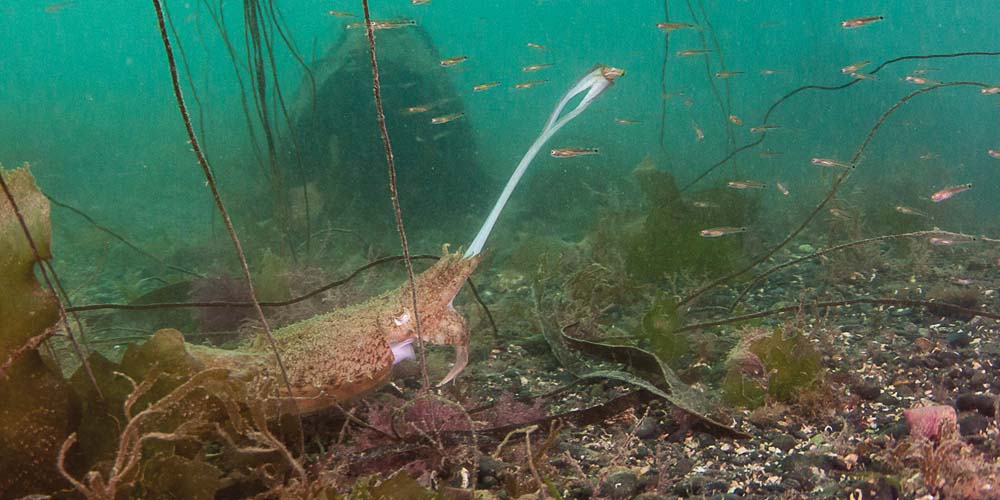 A cuttlefish grabs prey using its long feeding tentacles