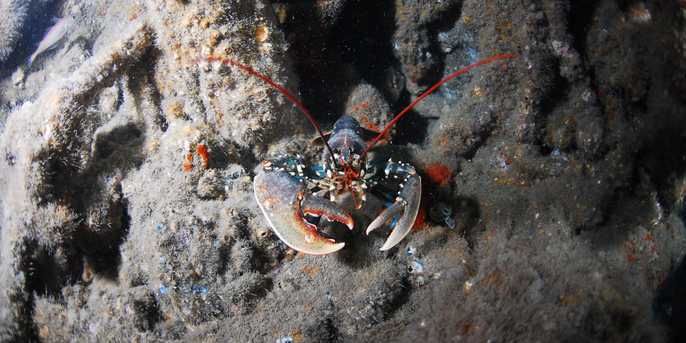 A lobster forages on the Daylesford