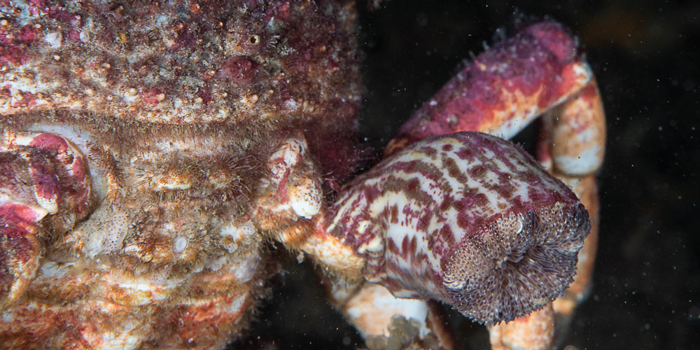 A small parasitic anemone, Callactis parasitica, on the side of a crab
