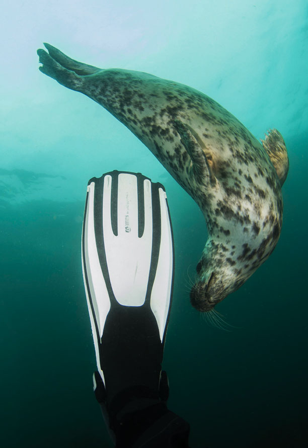 A seal plays with a diver, “Sleek, graceful and completely at ease in the water”