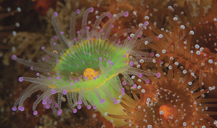 Jewel anemones on Ragland Reef
