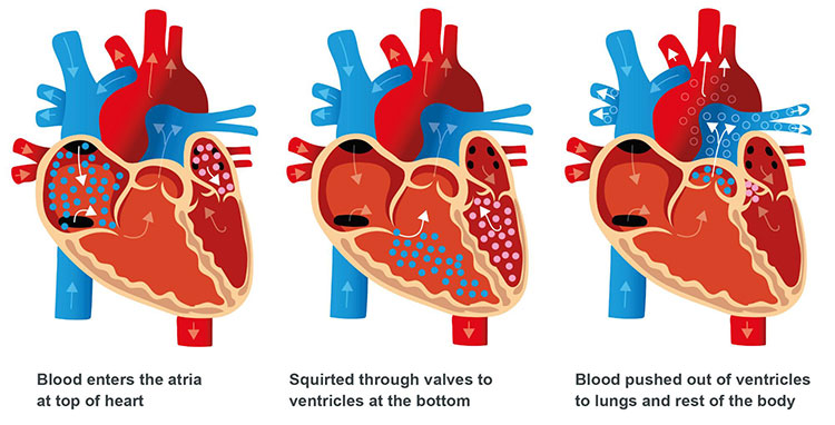 heart function
