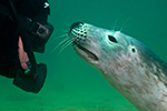 Alex Mustard - UK diver with seal - thumbnail