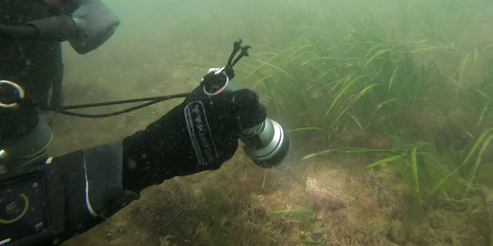 An oyster in the eel grass at Yarmouth Pier