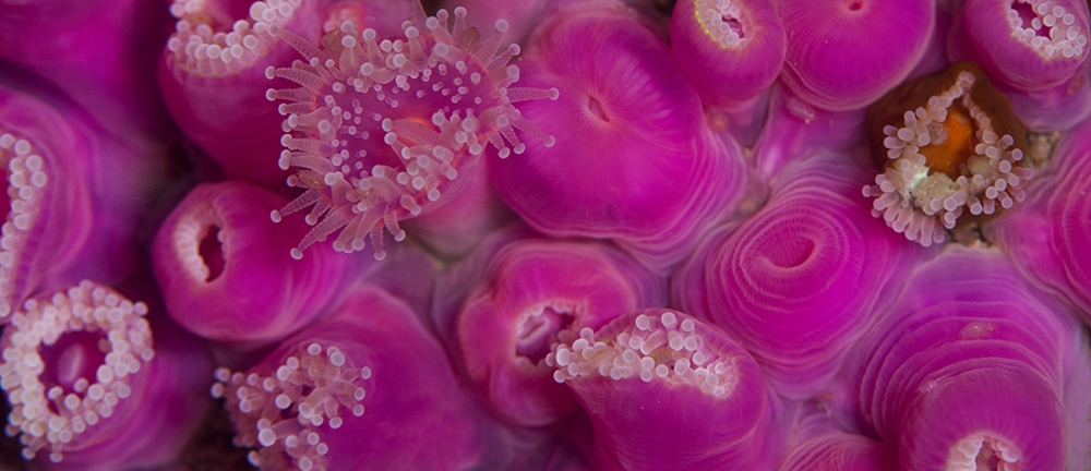 Jewel anemones