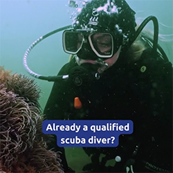 Already trained divers