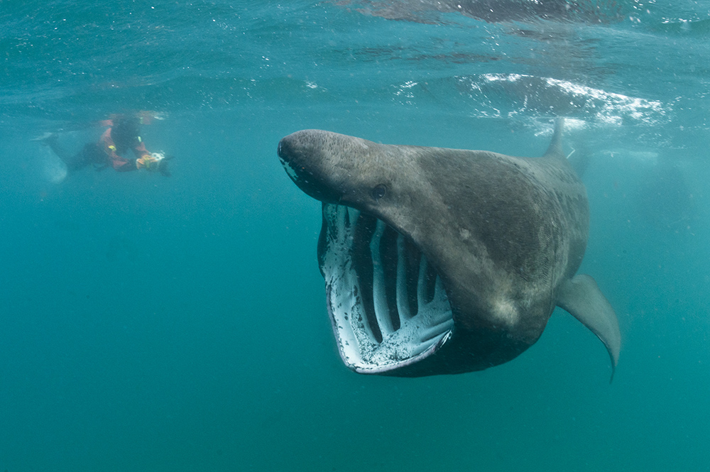 Basking shark