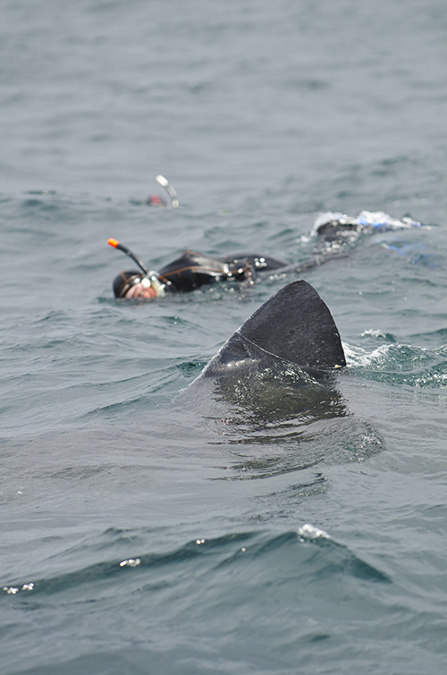 Basking shark