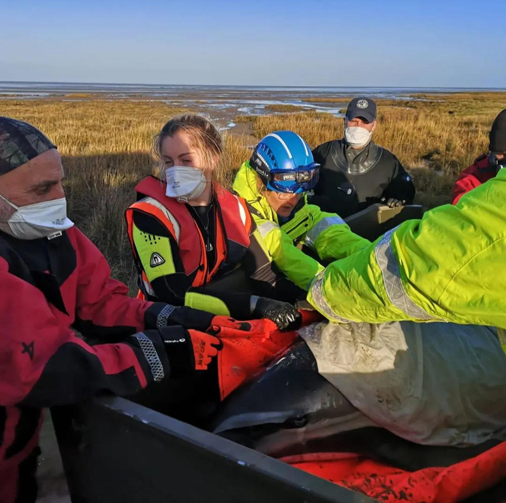 Medics dealing with distressed animal