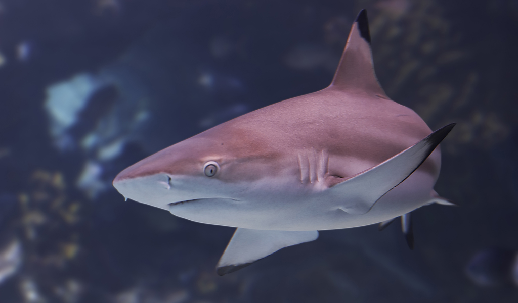 Black reef tip shark