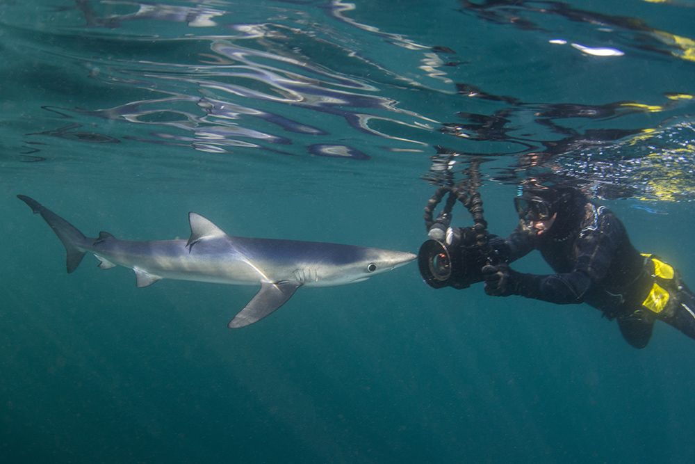 Blue shark snorkelling