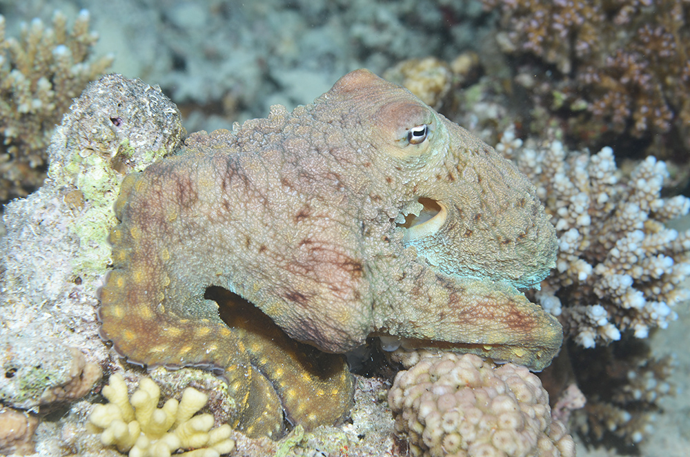 Red Sea octopus