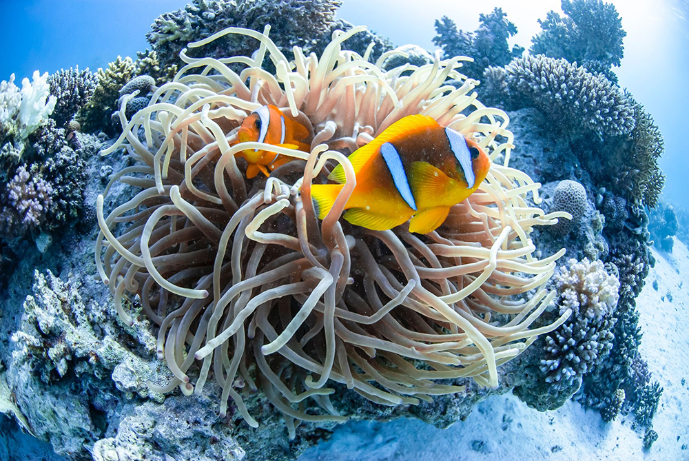 Anemonefish in the Red Sea with BSAC