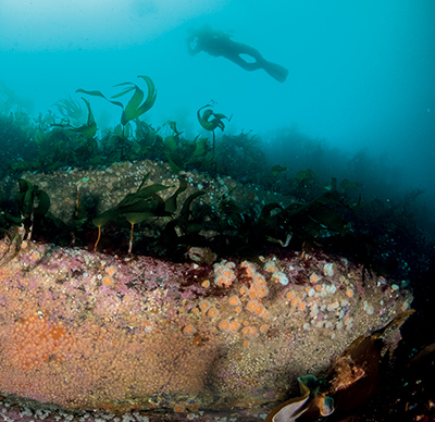 Scuba diving St Kilda