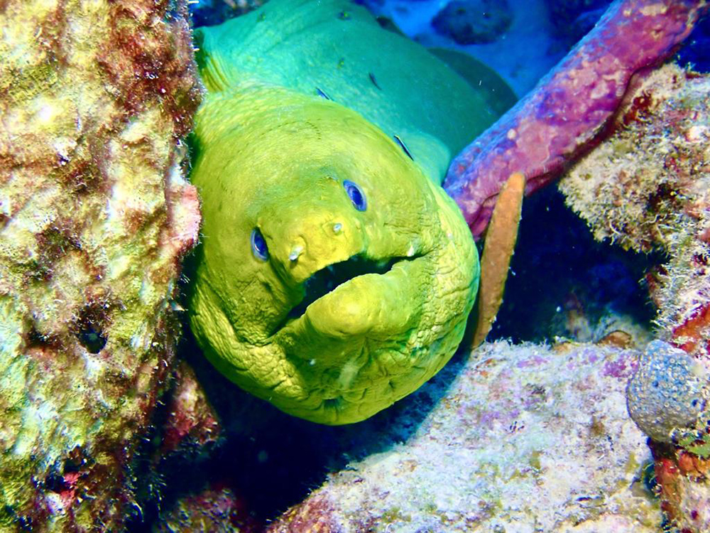 Moray eel