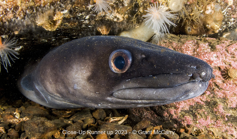 Conger eel