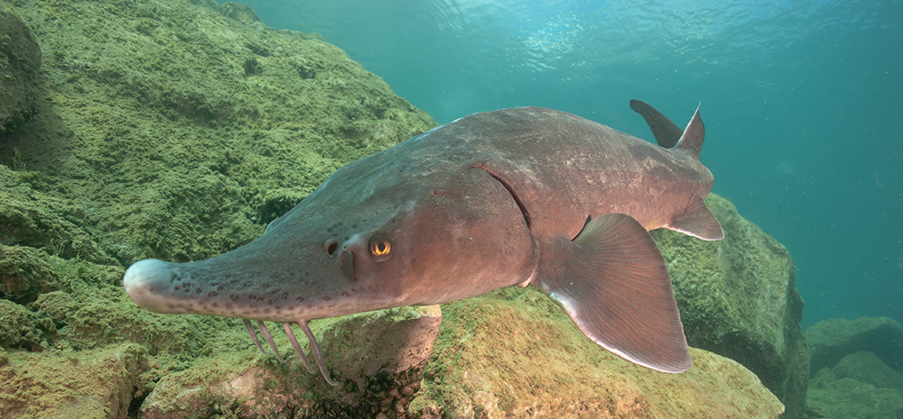 Capernwray sturgeon