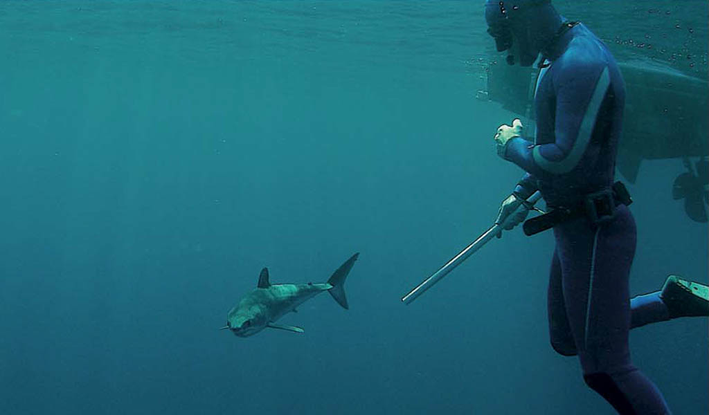 Charles Hood - Andy Torbet snorkelling with Mako shark 2