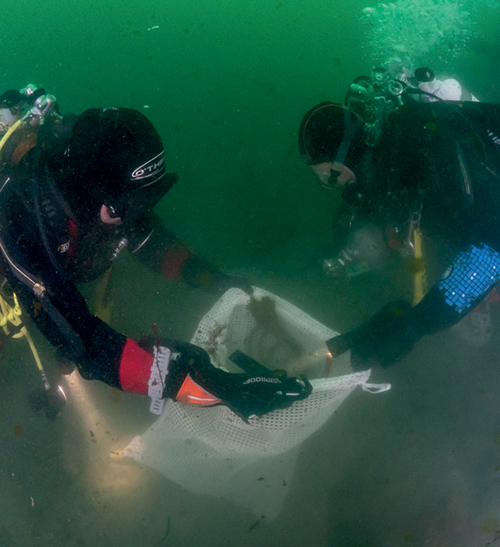Cleaning up with Fathoms Free