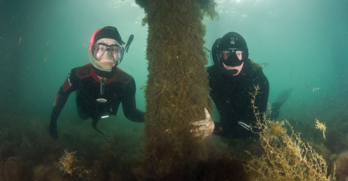 Two snorkelers photographed under a pier in clear water.