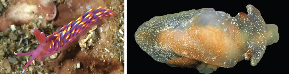 Sea slugs