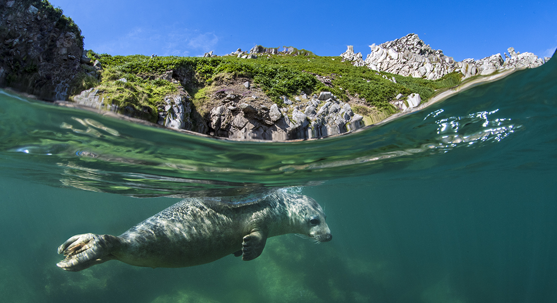 A grey seal in the water off the Cornish coast