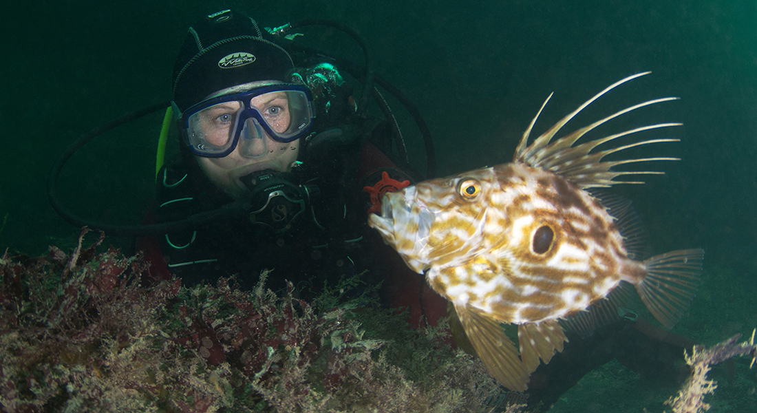 Diver near reef looking at a fish