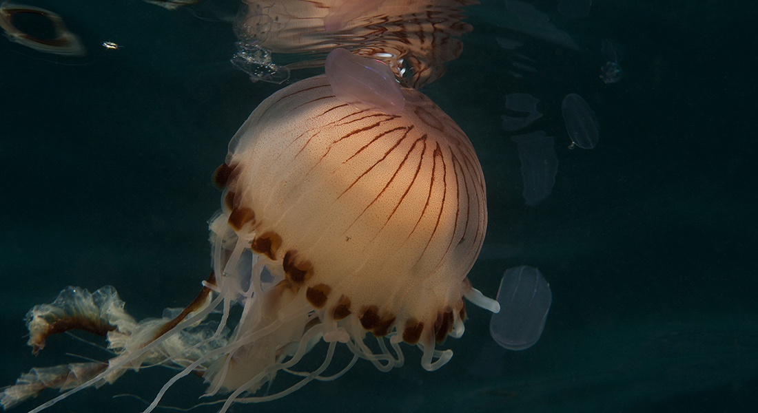 Compass jellyfish surrounded by smaller comb jellies