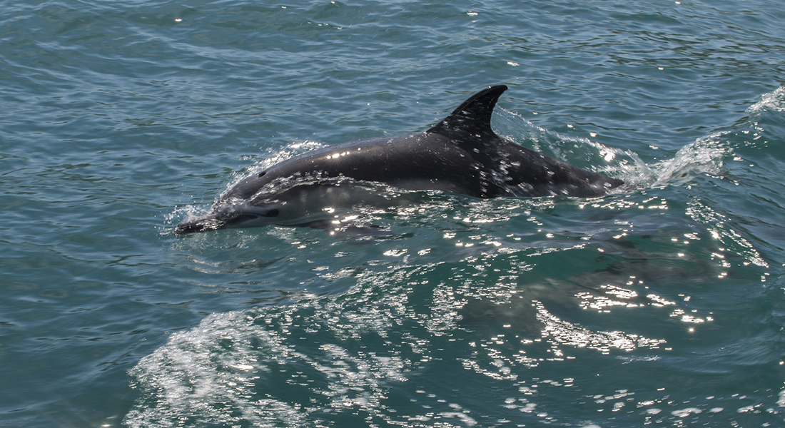 Common dolphin at surface