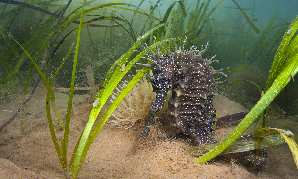 Short-snouted seahorse among sea grass