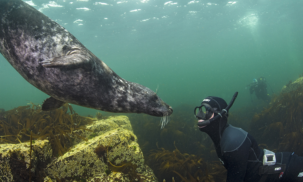 Snorkeller being approached by a curious grey seal