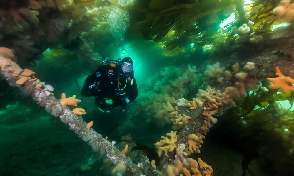 A diver on a swimthrough of a wreck at Orkney