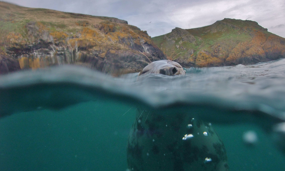 Grey seal at surface at Skomer Island, Pembrokeshire