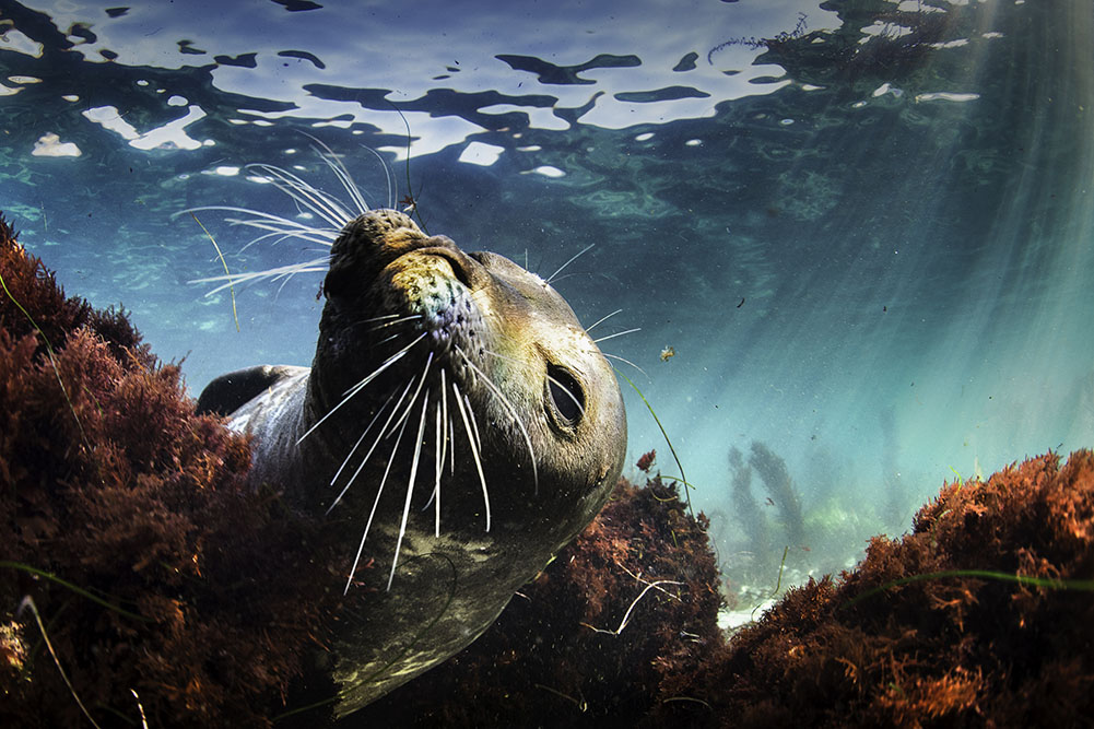Image of a playful seal examining the seabed